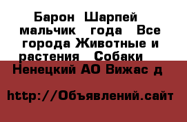 Барон (Шарпей), мальчик 3 года - Все города Животные и растения » Собаки   . Ненецкий АО,Вижас д.